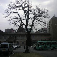 樹木の背景を、築地本願寺の他の屋根の形と比較してみました。