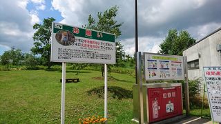 きつねがいるらしい