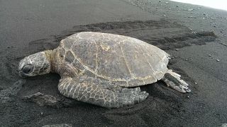 ウミガメに会えます！