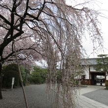 見事な枝垂桜。