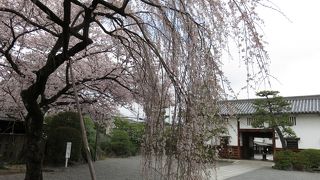 境内の枝垂桜が見事。
