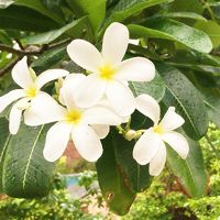 綺麗な花が咲くガーデン