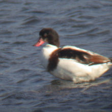 珍鳥ツクシガモがいました。