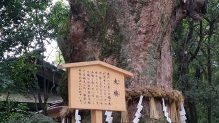 １本しか見つかりませんでした。