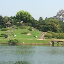岡山城がバックに見える公園です　