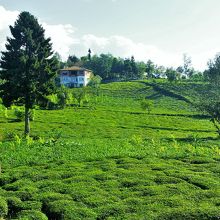 郊外は一面の茶畑