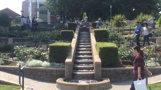 バラの季節が楽しみです。