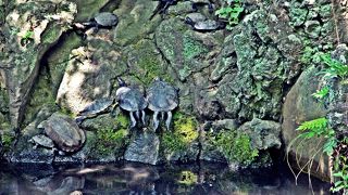 狛犬天国　亀楽園