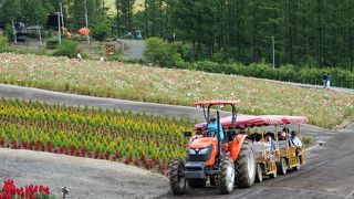 花のカーペット！