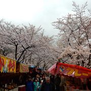 平野神社の桜まつり