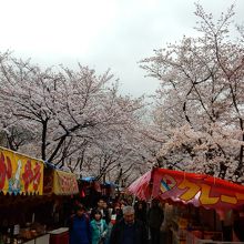 桜花祭の様子