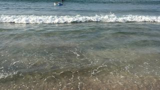 ロングビーチでタツノオトシゴに出会う