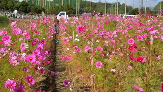 大阪から近いコスモス畑