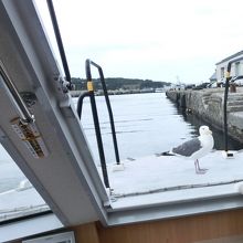 エサ待ち顔のカモメ