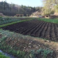 宿の前に広がる菜園での朝さんぽはおススメです