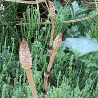 菜園にはつくしも、久しぶりに見ました