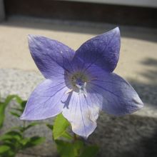 五芒星に似ていることから。。