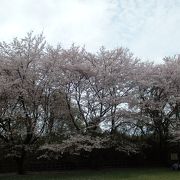 片倉城址公園で山に登らず、野花が見られますよ