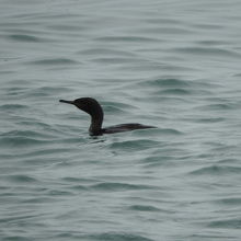 ヒメウがいました。