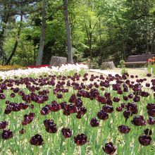 兵庫県立フラワーセンターチューリップ