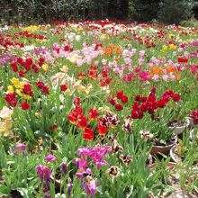 兵庫県立フラワーセンターチューリップ