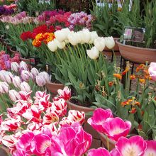兵庫県立フラワーセンターチューリップ