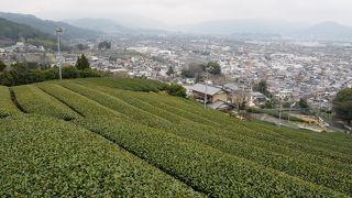 お茶摘みシーズンに行きたい場所