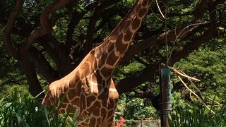 動物さん、どこにいるのぉ？