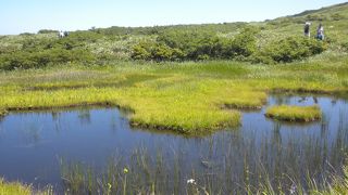 高原の風に吹かれて月山弥陀ヶ原湿原