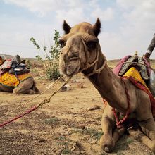 お世話になった駱駝です