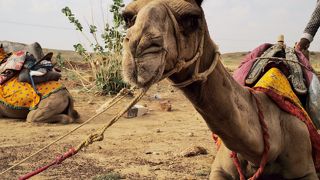 駱駝は決して楽ではない