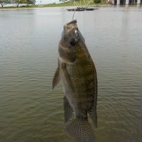 レイクフィッシング