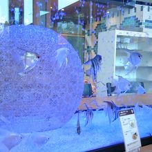 店内の水槽