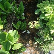 ５月になると、水芭蕉が綺麗に咲き乱れます。その他にもいろいろな華が咲き乱れていますので、おすすめです。