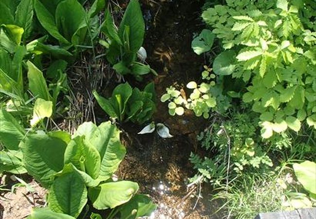 ５月になると、水芭蕉が綺麗に咲き乱れます。その他にもいろいろな華が咲き乱れていますので、おすすめです。