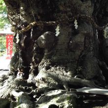 龍の顔に見える龍神木