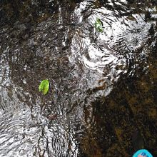 とても水が澄んでいて綺麗です。蛍の生息地でもあります。