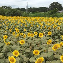 向日葵ってかわいいね