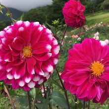 花も空気もきれい