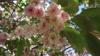 大阪造幣局通り抜けの桜は圧巻ですよ