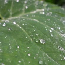 雨の日の方が緑が綺麗