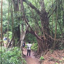 オアフ島とは思えないくらいの自然が満喫出来ます