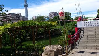 藤棚の向こうにスカイツリー