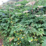 高山植物が素晴らしい砂防新道！