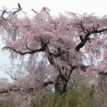 本当に見事。とにかくデカい。