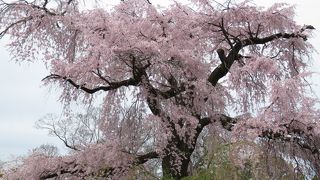 見事な大しだれ桜。