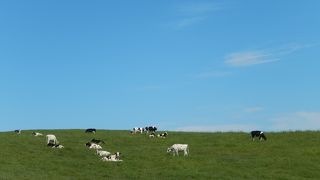 見渡す限り続く丘陵地帯の牧場地、日本ではないような牧歌的風景が広がっています