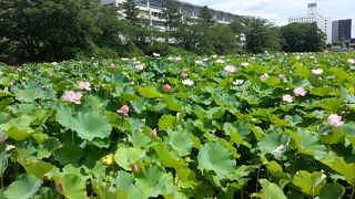 極楽浄土の花、蓮の花が見ごろ