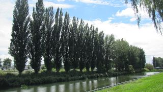 水面に映える並木と散歩道♪