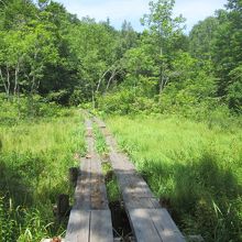 木道があり、快適に歩くことができます